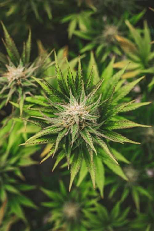 What is a CBD Flower